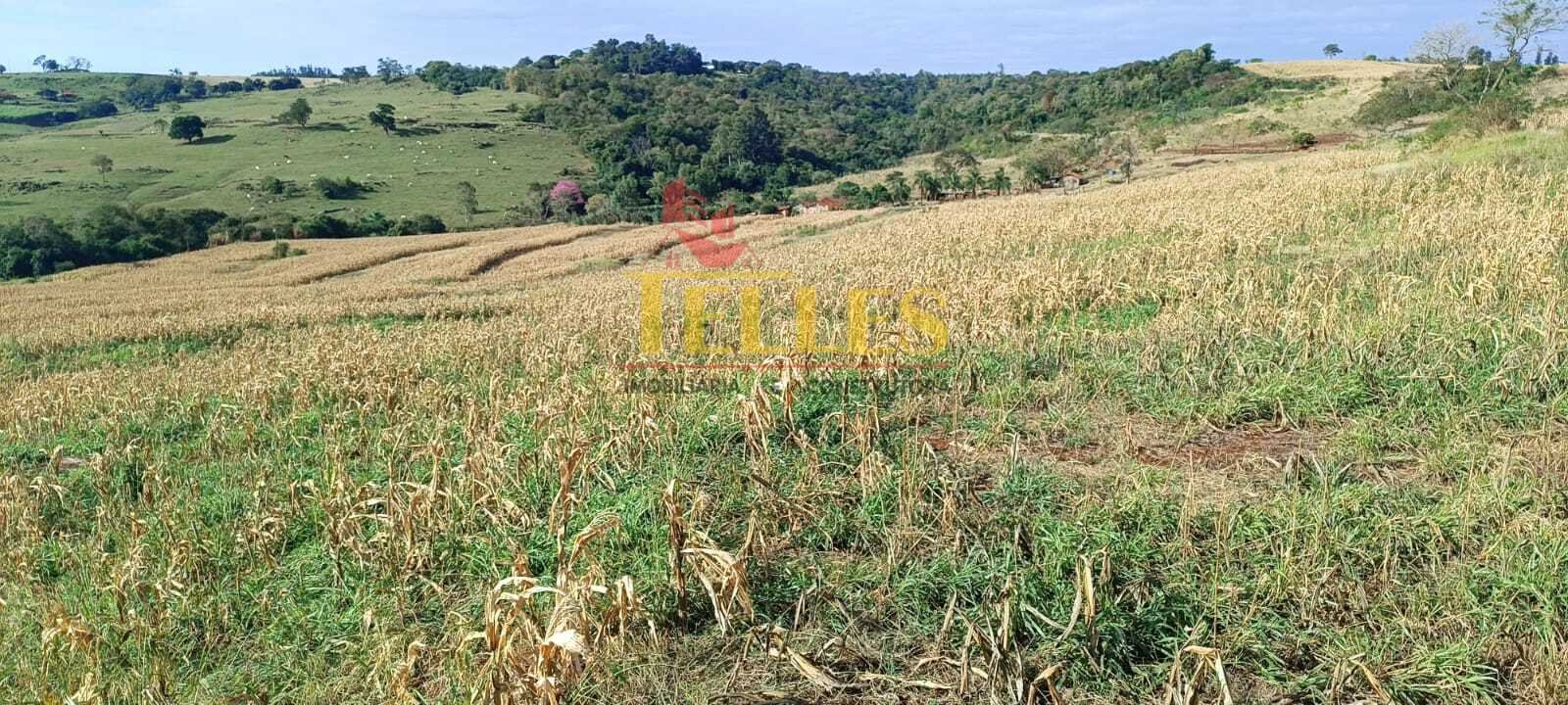Sítio 5,00 alqueires em Jesuítas - Foto 3