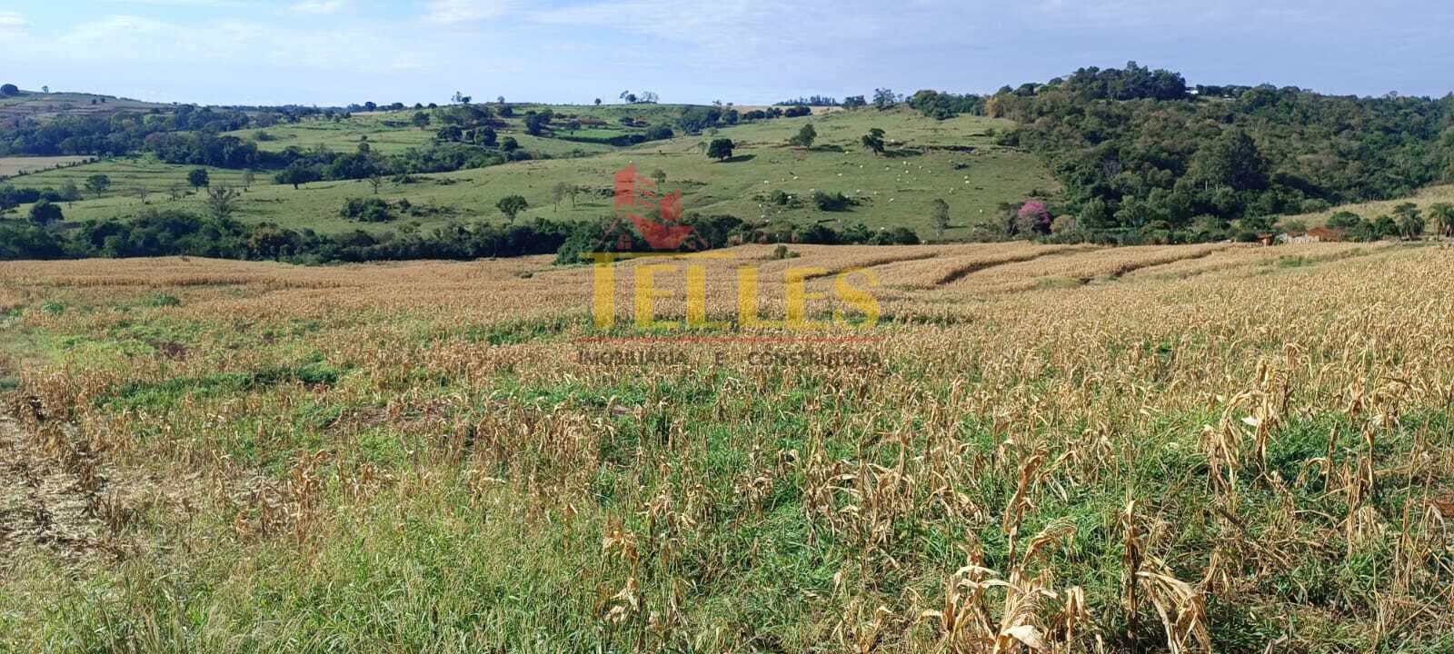 Sítio 5,00 alqueires em Jesuítas - Foto 4
